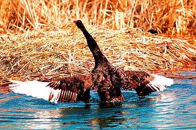 Steam新一周销量榜 《战地2042》登顶