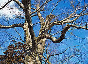 制定你的圣典，以信仰征服意大利！《成圣之道》现已正式上线